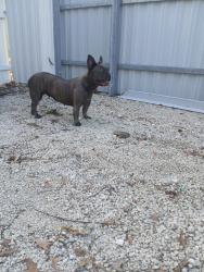 Reunited Female Dog last seen East 4 ave, Hialeah, FL 33013