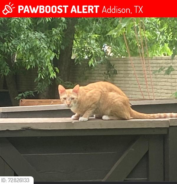 Lost Male Cat last seen Tom thumb at Marsh Lane , Addison, TX 75001