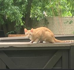 Lost Male Cat last seen Tom thumb at Marsh Lane , Addison, TX 75001