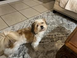 Lost Female Dog last seen Leroy Ave, Memphis, TN 38108