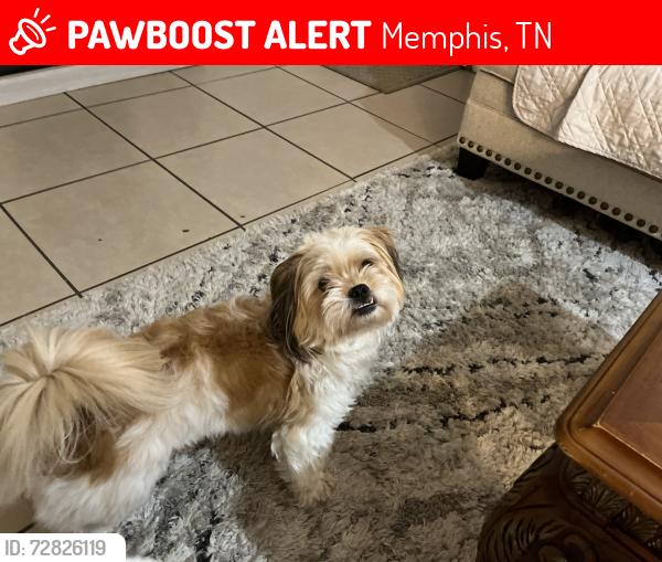 Lost Female Dog last seen Leroy Ave, Memphis, TN 38108