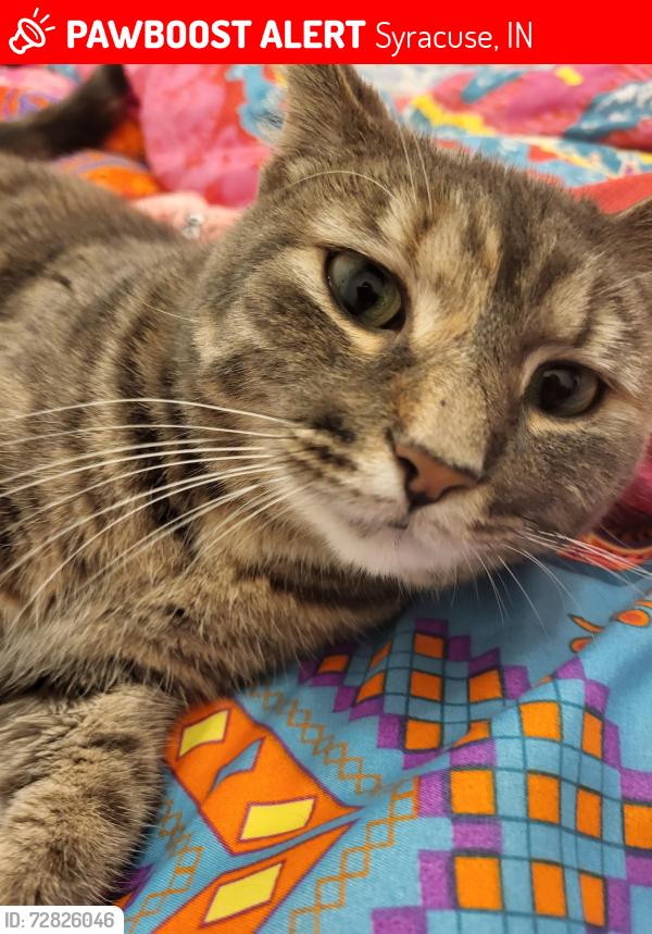 Lost Female Cat last seen Polywood Way and Main, Syracuse IN, Syracuse, IN 46567