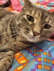 Lost Female Cat last seen Polywood Way and Main, Syracuse IN, Syracuse, IN 46567