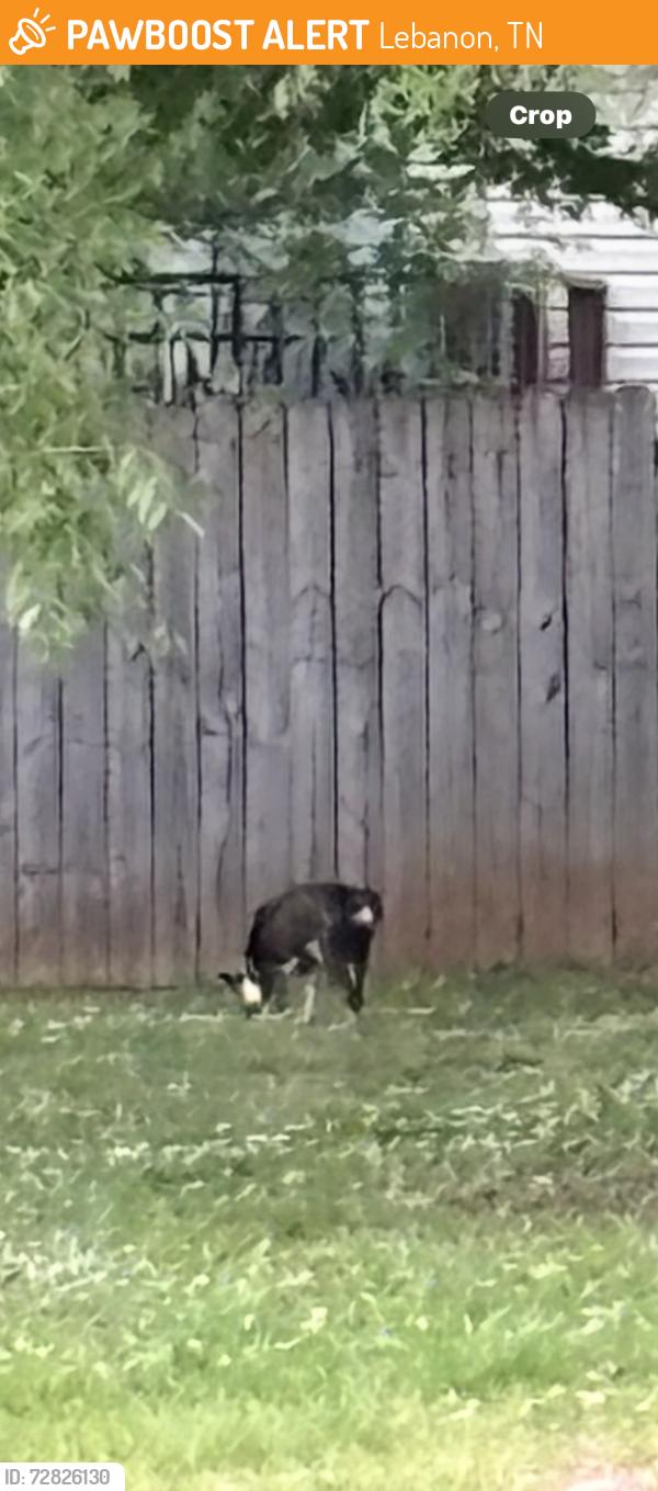 Found/Stray Unknown Dog last seen Going towards cumberland college, Lebanon, TN 37087