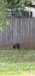 Found/Stray Unknown Dog last seen Going towards cumberland college  , Lebanon, TN 37087