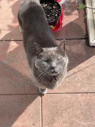 Lost Male Cat last seen NE 42nd and SE Main, Portland, OR 97215