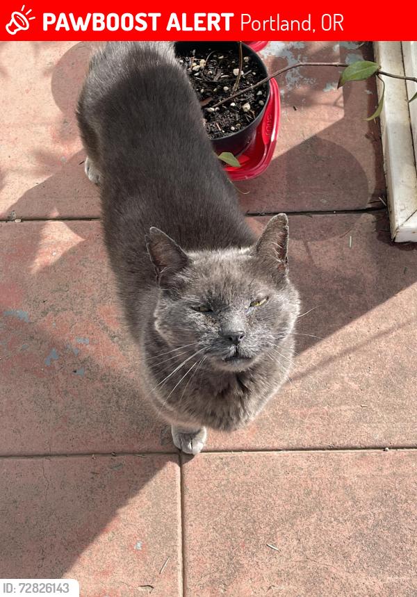 Lost Male Cat last seen NE 42nd and SE Main, Portland, OR 97215