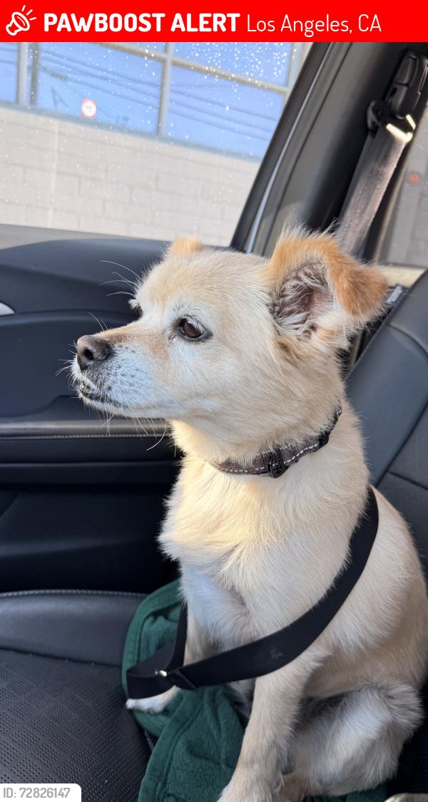 Lost Male Dog last seen Cedros and Camarillo , Los Angeles, CA 91403