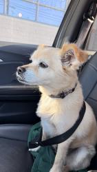 Lost Male Dog last seen Cedros and Camarillo , Los Angeles, CA 91403