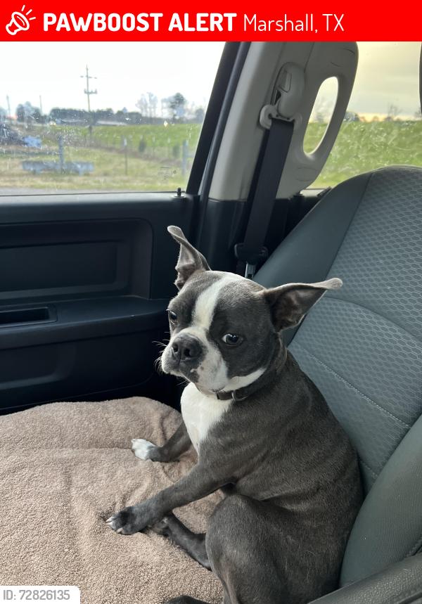 Lost Male Dog last seen Near the school , Marshall, TX 75672