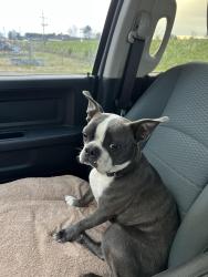 Lost Male Dog last seen Near the school , Marshall, TX 75672