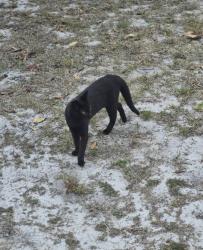 Lost Unknown Cat last seen Bamboo dr and oxalis , Orlando, FL 32807