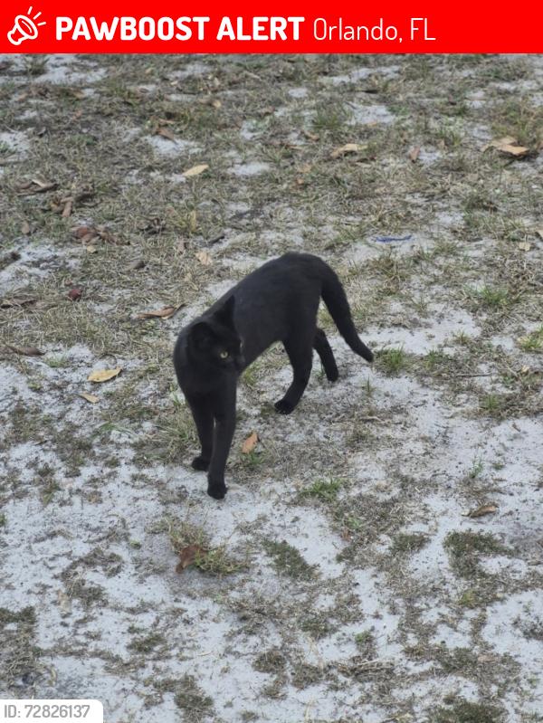 Lost Unknown Cat last seen Bamboo dr and oxalis, Orlando, FL 32807
