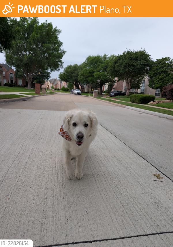 Found/Stray Female Dog last seen Windhaven, Plano, TX 75093
