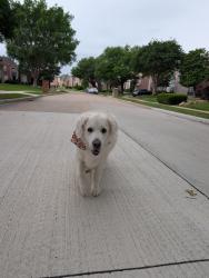 Found/Stray Female Dog last seen Windhaven, Plano, TX 75093