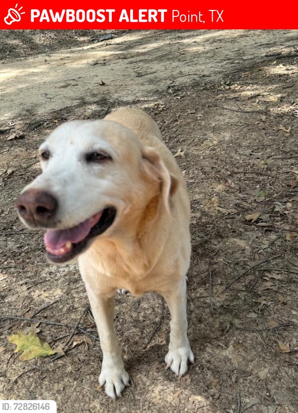 Lost Female Dog last seen Industrial Blvd, Point, TX 75472