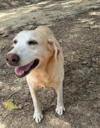 Lost Female Dog last seen Industrial Blvd, Point, TX 75472