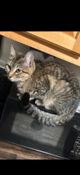 Lost Female Cat last seen Westwood northern boulevard , Cincinnati, OH 45211