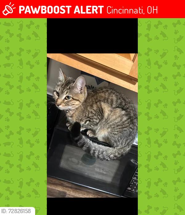 Lost Female Cat last seen Westwood northern boulevard , Cincinnati, OH 45211