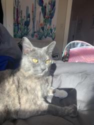 Lost Female Cat last seen Off bensett and Henley , San Jose, CA 95112