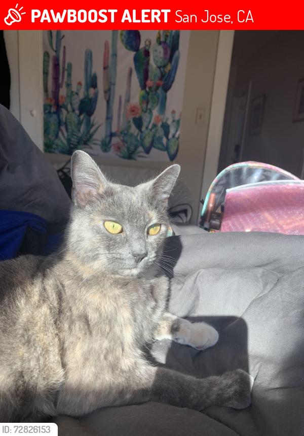 Lost Female Cat last seen Off bensett and Henley, San Jose, CA 95112