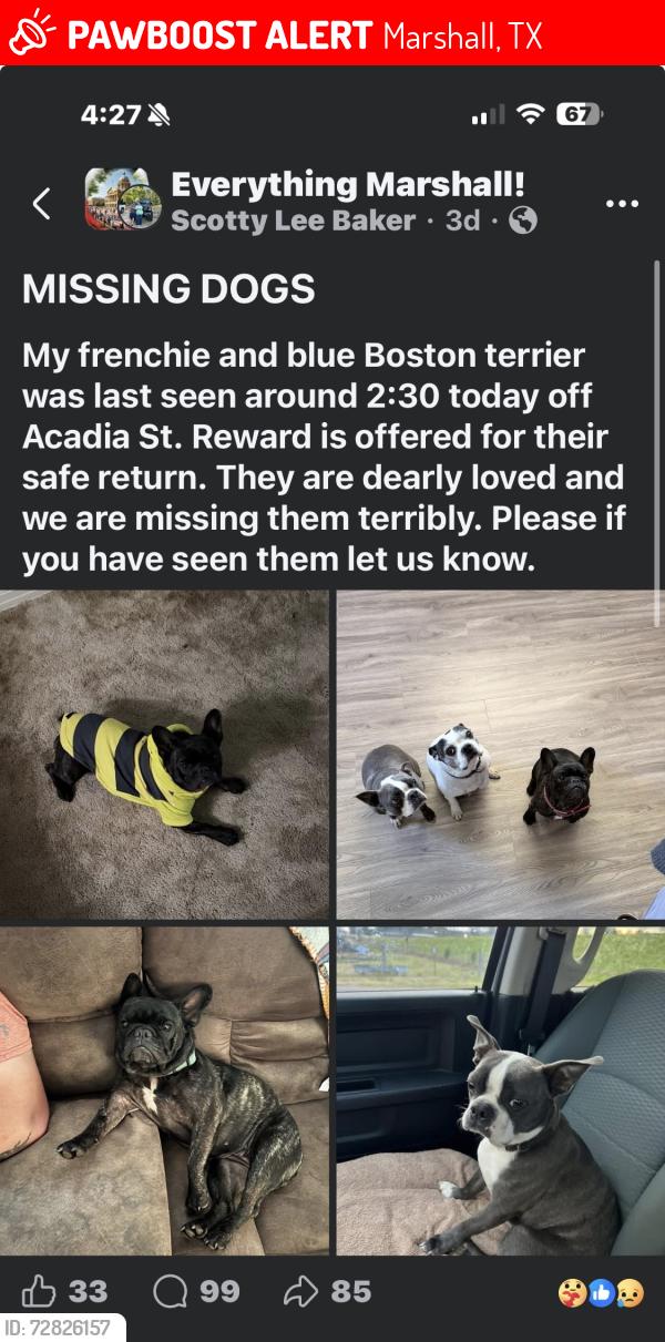 Lost Female Dog last seen Mary Mack, Marshall, TX 75672