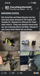 Lost Female Dog last seen Mary Mack, Marshall, TX 75672