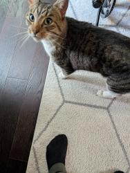 Found/Stray Female Cat last seen Lakeview, Atlanta, Atlanta, GA 30316