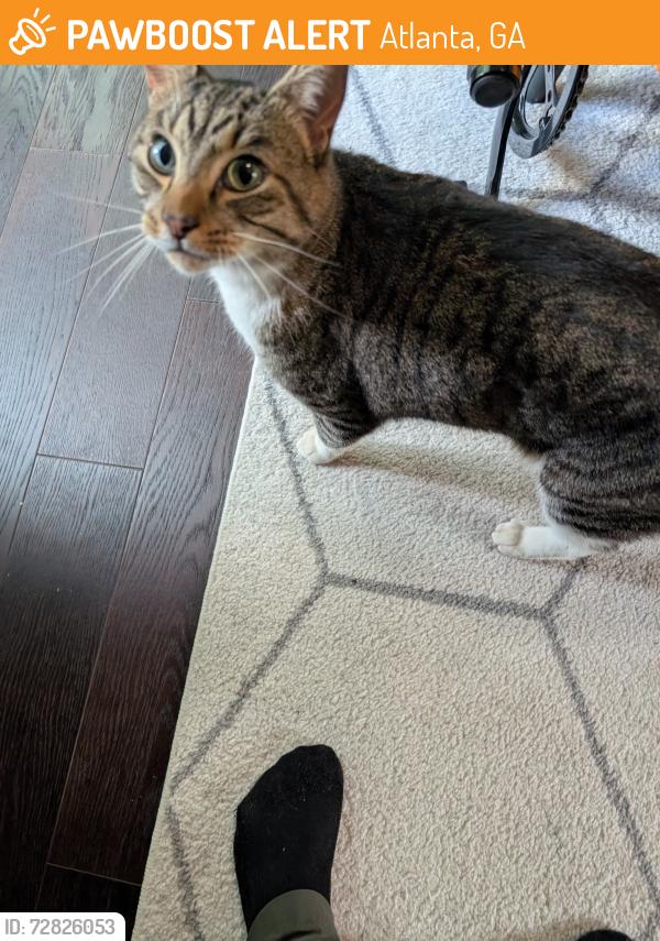 Found/Stray Female Cat last seen Lakeview, Atlanta, Atlanta, GA 30316