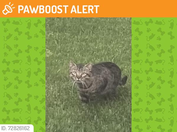 Found/Stray Unknown Cat last seen Saint Leonard’s and North Timber in Holland PA, Northampton Township, PA 18966