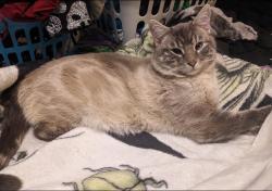 Lost Male Cat last seen Eastwood dog park, Edmonton, AB 