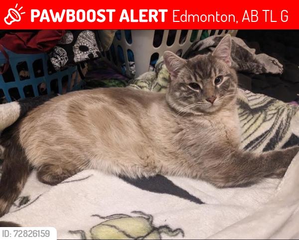 Lost Male Cat last seen Eastwood dog park, Edmonton, AB 