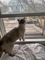 Lost Male Cat last seen Mana Bar, North Tonawanda, NY 14120