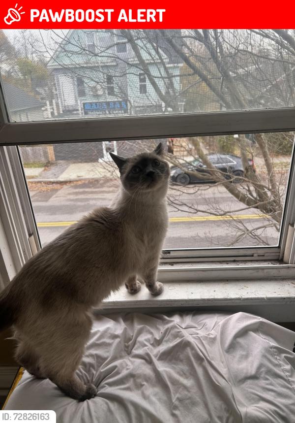 Lost Male Cat last seen Mana Bar, North Tonawanda, NY 14120