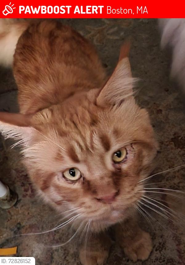 Lost Male Cat last seen New Haven street, Boston, MA 02132