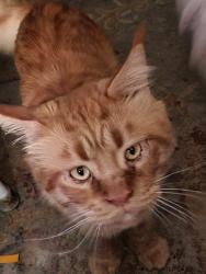 Lost Male Cat last seen New Haven street , Boston, MA 02132