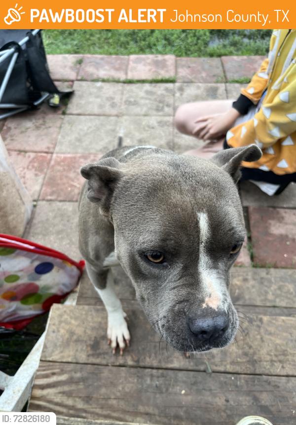 Found/Stray Female Dog last seen Happy Meadows Dr, Johnson County, TX 76009