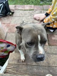 Found/Stray Female Dog last seen Happy Meadows Dr, Johnson County, TX 76009