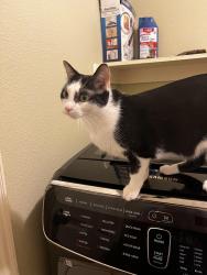 Lost Female Cat last seen Lakeside and Grand Lake, Lake Worth, TX 76135