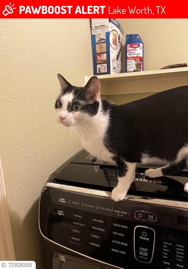 Lost Female Cat last seen Lakeside and Grand Lake, Lake Worth, TX 76135