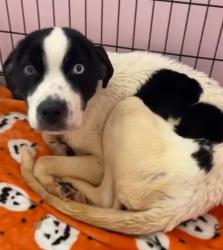 Lost Female Dog last seen Manslick Rd 40214, Louisville, KY 40214