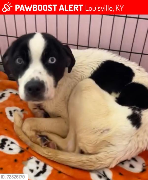 Lost Female Dog last seen Manslick Rd 40214, Louisville, KY 40214