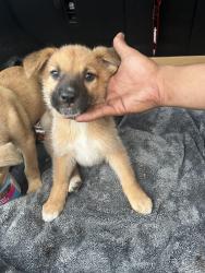 Lost Female Dog last seen Near Capital Avenue, San Antonio, TX 78201