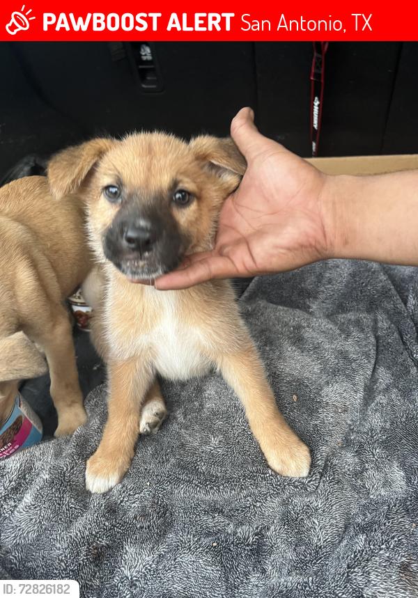 Lost Female Dog last seen Near Capital Avenue, San Antonio, TX 78201