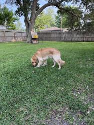 Found/Stray Male Cat last seen on my front yard, Pearland, TX 77584