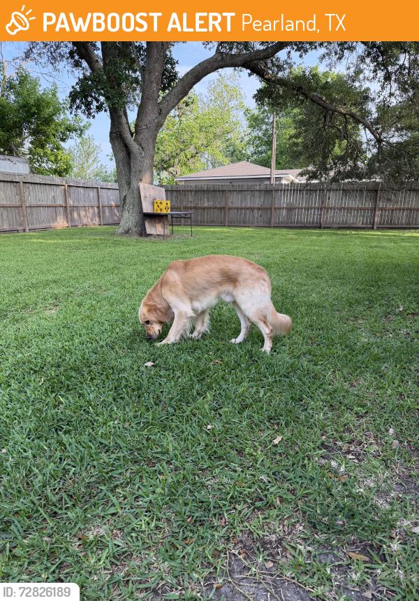 Found/Stray Male Cat last seen on my front yard, Pearland, TX 77584