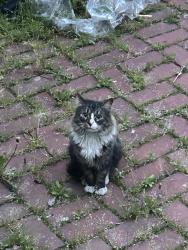 Found/Stray Unknown Cat last seen Corona, Queens, Queens, NY 11373