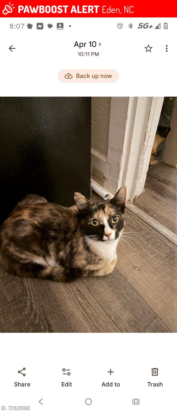 Lost Female Cat last seen Leaksville united Methodist Church , Eden, NC 27288