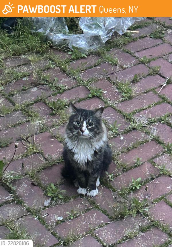 Found/Stray Unknown Cat last seen Corona, Queens, Queens, NY 11373