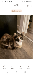 Lost Female Cat last seen Leaksville united Methodist Church , Eden, NC 27288